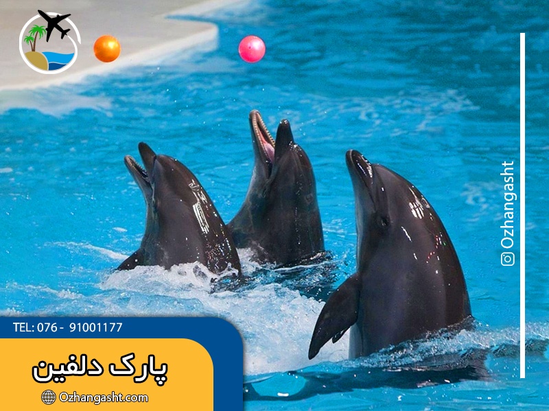 dolphin_park
